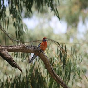 Adelaide Rosella - wild