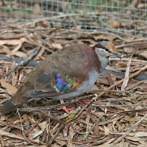 Brush Bronzewing male