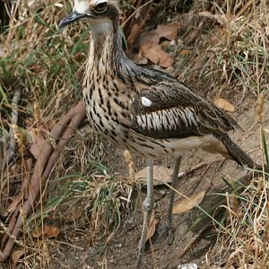 Bush Stone-curlew