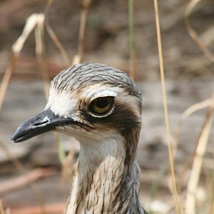 Bush Stone-curlew