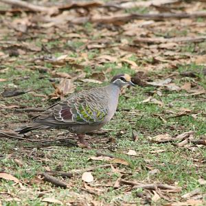Common Bronzewing male - wild
