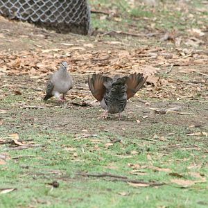 Common Bronzewing male courting female - wild
