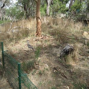 Bush Stone-curlew enclosure