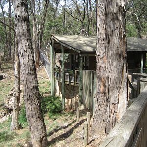 Dingo enclosure viewing platform