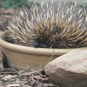 Echidna in Waterbowl