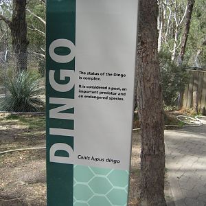 Dingo signage