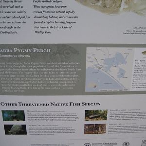 Yarra Pygmy Perch information