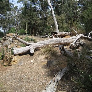 Lace Monitor exhibit