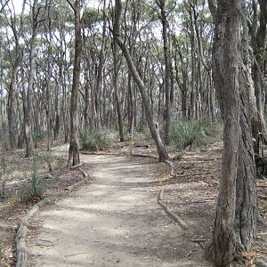 Mallee Woodland