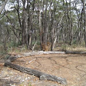 Mallee Woodland