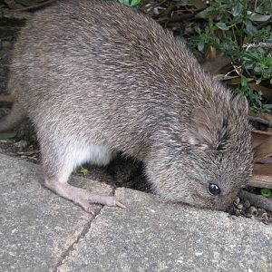 Potoroo - free-ranging