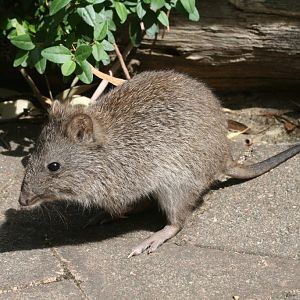 Potoroo - free-ranging