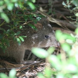 Potoroo - free-ranging