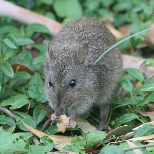 Potoroo - free-ranging