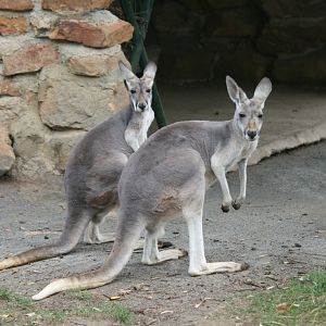 Red Kangaroos, females