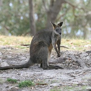 Swamp Wallaby