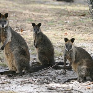 Swamp Wallabies