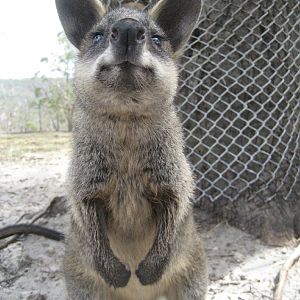 Swamp Wallaby juvenile