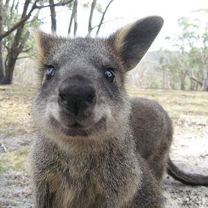 Swamp Wallaby juvenile