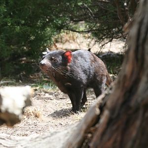 Tasmanian Devil