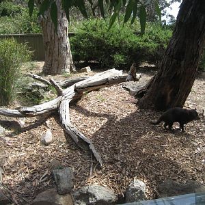 Tasmanian Devil exhibit