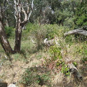 Tasmanian Devil exhibit