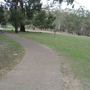 Kangaroo walkthrough