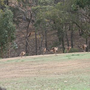 Kangaroo walkthrough