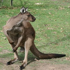Western Grey Kangaroo