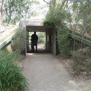 Wombat den viewing