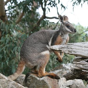 Yellow-footed Rock Wallaby