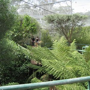 Forest Aviary interior
