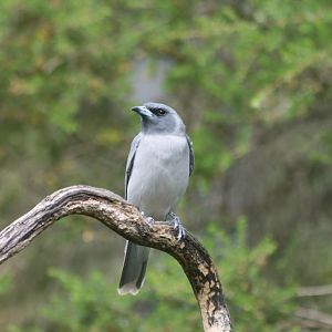 Masked Woodswallow