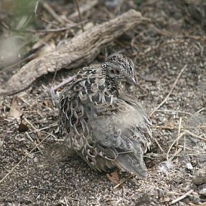 Painted Button-Quail
