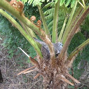 Peaceful Dove on nest