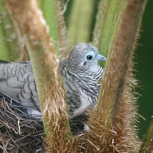 Peaceful Dove on nest