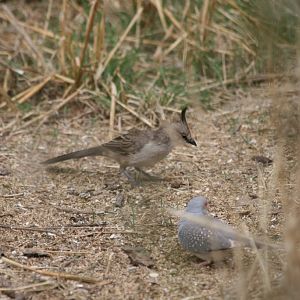 Chiming Wedgebill