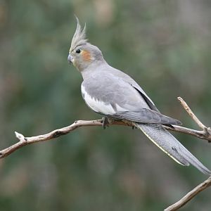Cockatiel female
