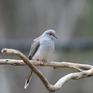 Diamond Dove