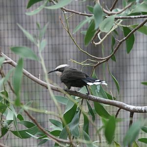 Grey-crowned Babbler