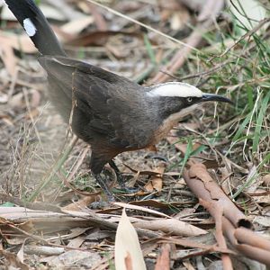 Grey-crowned Babbler