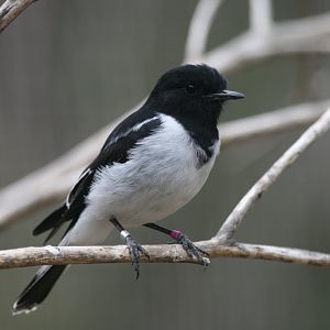 Hooded Robin male