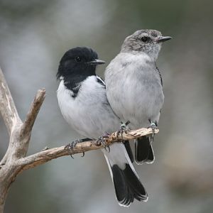 Hooded Robin pair