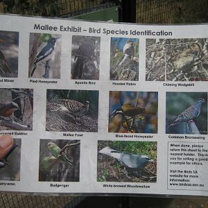 Identification handout for Mallee Aviary