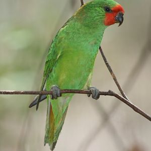 Little Lorikeet