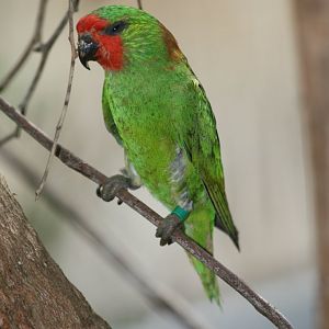 Little Lorikeet