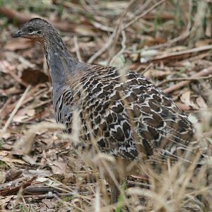 Malleefowl