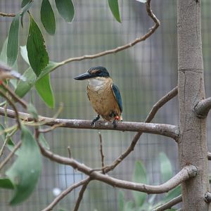 Sacred Kingfisher
