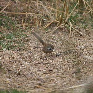 Striated Grasswren