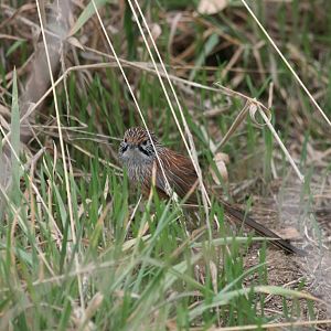 Striated Grasswren